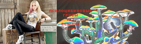 стафф Новозыбков